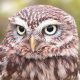The Sociological Owl